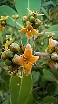Flowers of Avicennia officinalis