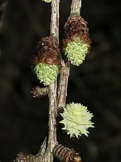 Male (above) and female (below right) cones of Larix kaempferi emerging in spring, Japan