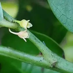 Minuscule flowers. Dededo, Guam
