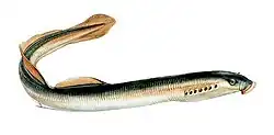 Lampetra fluviatilis.