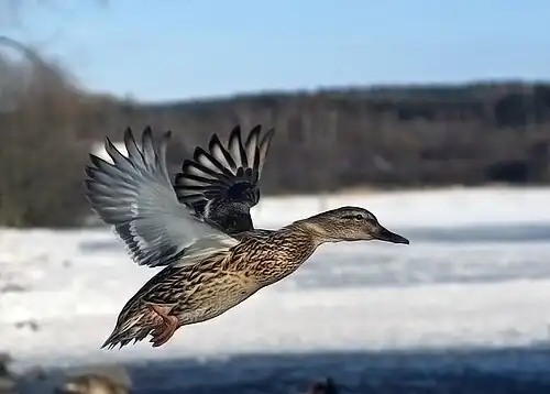 Female mallard duck in flight