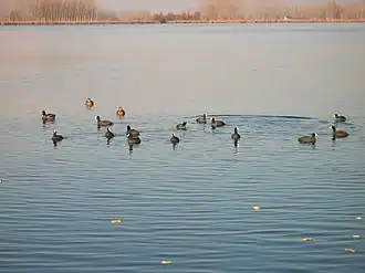 Coots