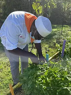A FoodWorks trainee snips fresh basil for use in a prepared dish.