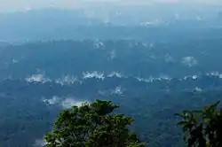 Dense tropical humid forests on the side of a mountain