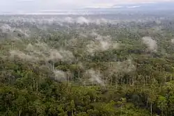 Image 63The lowland rainforest of the Western New Guinea (from Western New Guinea)