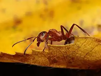 Ant