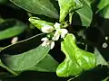 Flowers and fruit