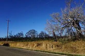 Forty Mile Scrub National Park, 2020