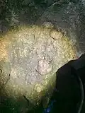 Fossil shells
