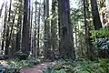 Founder's Grove
