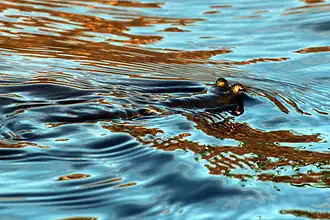 A four-eyed fish (Anableps anableps) in the waters of the Caroni Swamp