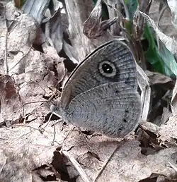 Dryseason form at Coorg