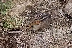 Brown mouse