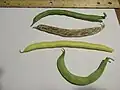 Four varieties of the common green bean