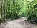 Foxburrow Wood