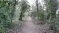 Foxley Wood