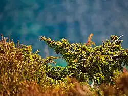 Plantlife on Frøya