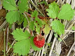 Fruit of Fragaria iinumae