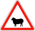Sheep