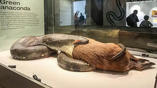 Green Anaconda (Eunectes murinus) devours a capybara (Hydrochoerus hydrochaeris)