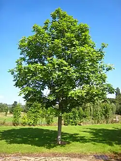 Image 26Fraxinus excelsior (from List of trees of Great Britain and Ireland)