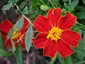 Red Tagetes flower