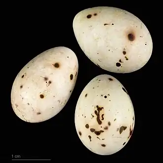 Eggs of Fringilla coelebs spodiogenys—Muséum de Toulouse