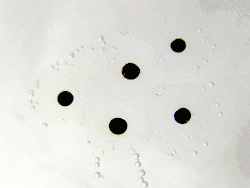 Frog spawn development