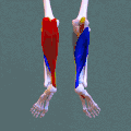 Superficial posterior compartment. Animation.