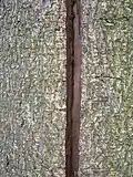Frost crack in horse-chestnut bark