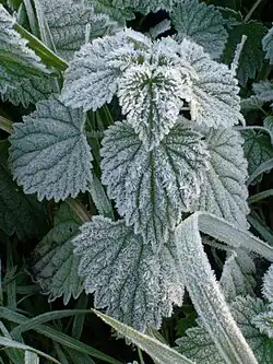 Frost on a nettle