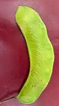 Fruit