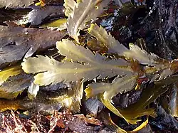 Fucus serratus