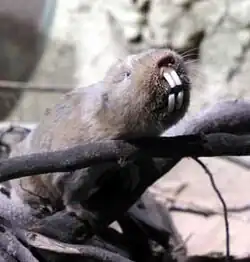 Brown mole-rat