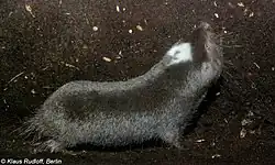 Gray mole-rat