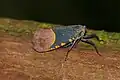 S. polychroma