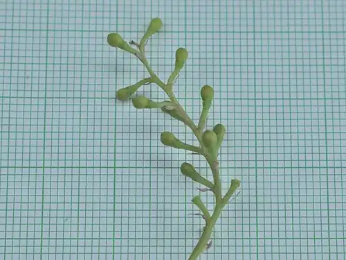 Infructescence
