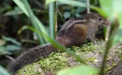 Brown squirrel