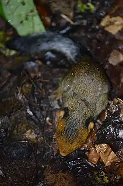 Brown squirrel