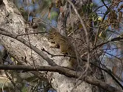 Brown squirrel