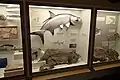 Fish on display, with the center exhibit showing a fossil and a model of a tarpon