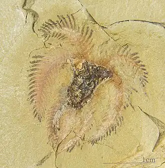 Fossil of "Furca mauretanica"