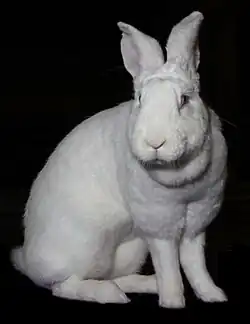Photograph of a large white bunny rabbit