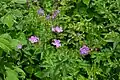 Wood cranesbill, Xonrupt.