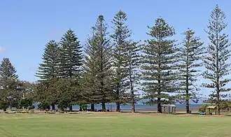 Norfolk Pines in G.J. Walter Park, Cleveland