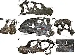Skull of Ralph