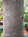 Beech