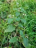 Black nightshade, Solanum nigrum, in small meadow