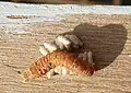 Pupae of parasitoidal wasps (Braconidae) on broad-bordered yellow underwing moth caterpillar (Noctua fimbriata)