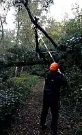 Cutting lodged willow with polesaw